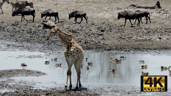 Giraffe Gives Up On Drinking From Muddy Waterhole