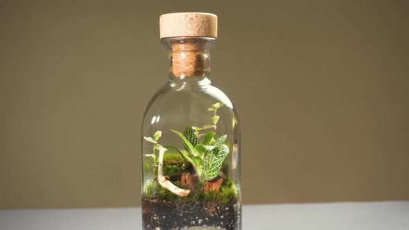 Bottle Florarium Vase with Different Type of Plants Inside