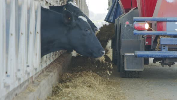 Cow feeding with a Self-propelled TMR mixer in a dairy farm