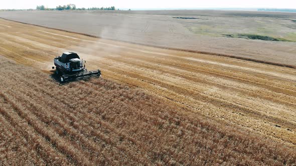 Field Crops Are Getting Harvested By Agricultural Transport