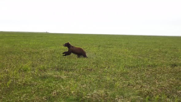 Kamchatka Brown Bear Runs Quickly Across a Green Field