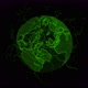 Green Color Digital Earth Animation On Black Background - VideoHive Item for Sale