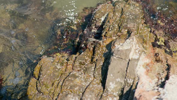 Crab Crawls Along the Rocky Seashore in Summer
