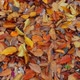 Autumn leaves - VideoHive Item for Sale