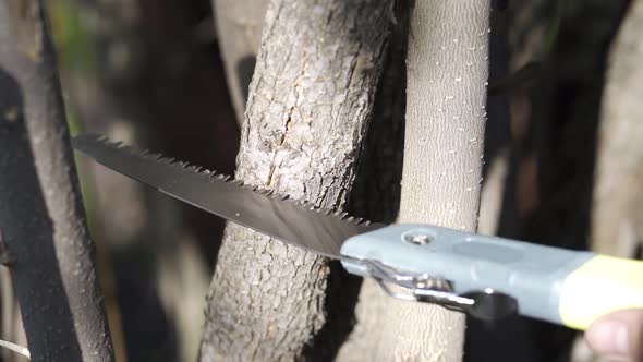 Pruning Branches of Trees in Spring with Hand Saw, Slow Motion