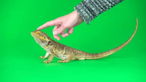 Hand Stroking Lizards Bearded Agama or Pogona Vitticeps Isolated at Green Background in Studio.