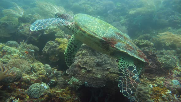 Green Sea Turtle Under Water in Philippines