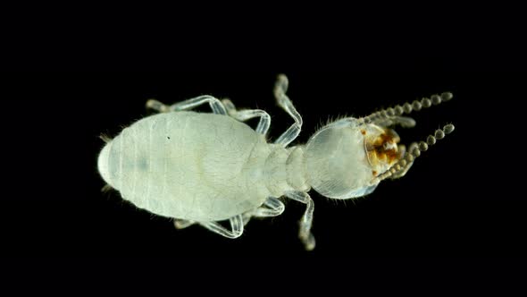 Termite (Isoptera) Reticulitermes Speratus Under a Microscope, Family Rhinotermitidae