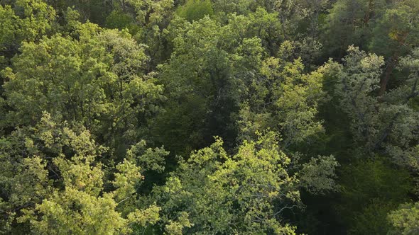 Aerial View of Trees in the Forest. Ukraine