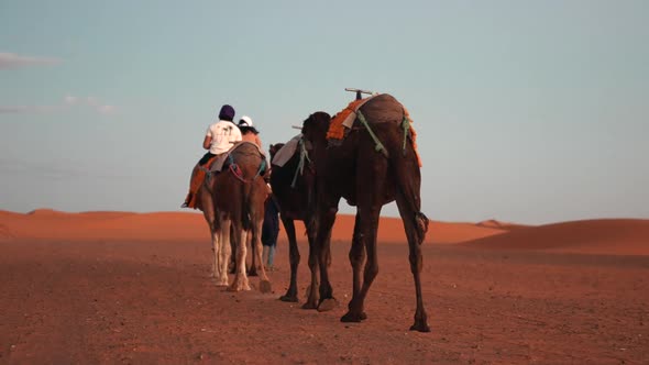 Bedouin Leads Caravan of Camels with Tourists Through the Sand in Desert