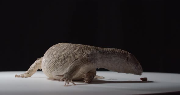 Massive Monitor Lizard is Picking Up Food From the Floor and Showing Its Tongue