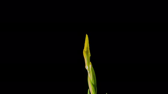 yellow iris or yellowflag flower blooming