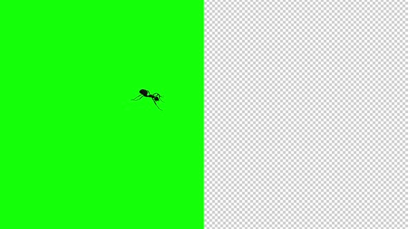 Black Ant - Passing Screen - Side View - Transparent and Green Screen