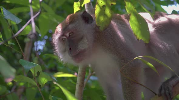 Long-tailed Macaque, Crab-eating Macaque looking around yawning sit on tree branches in rainforest