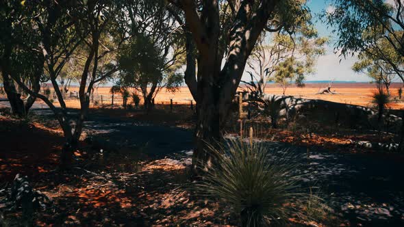 Outback Road with Dry Grass and Trees