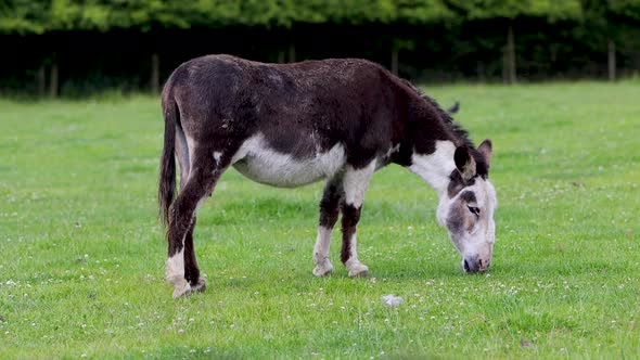 Donkey 1   19th June 2021