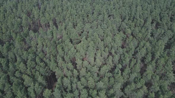 Green Pine Forest By Day Aerial View