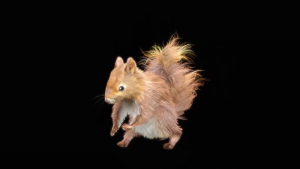 68 Squirrel Dancing HD