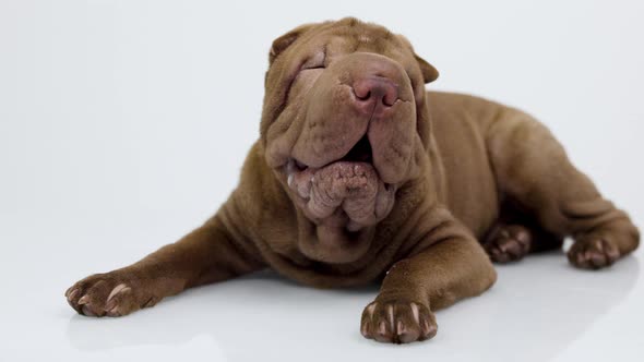 Shar Pei Dog with White Background