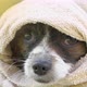 Dog Papillon After a Bath Drying covered by using towel. Pet in grooming salon. - VideoHive Item for Sale