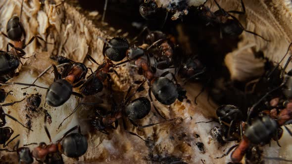 Time lapse. European Forest Red Wood Ant. Formica,  polyctena.