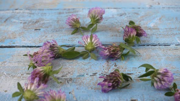 Fresh flowers of clover drops on vintage light blue wooden tabletop. Slow motion.