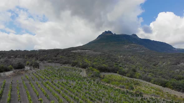 Aerial View of Grape Plantation