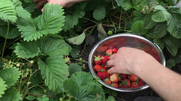 Man Picking Ripe Strawberries In Metallic Bowl During Harvest Time In Garden. Strawberry In Fruit