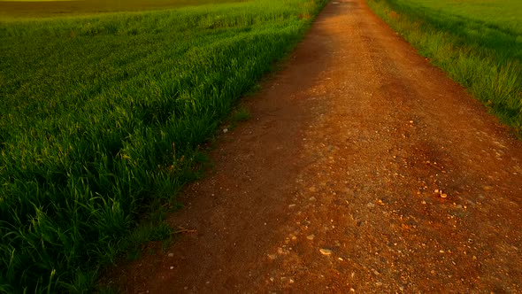 A Muddy Path Leading to the Forest