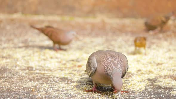 White winged dove (Patagioenas picazuro) eating corn, slow motion.