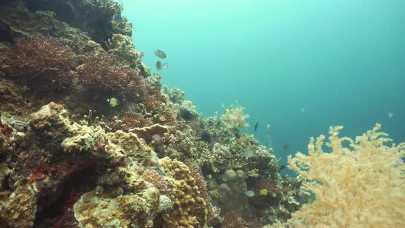 Coral Reef and Tropical Fish Underwater. Camiguin, Philippines