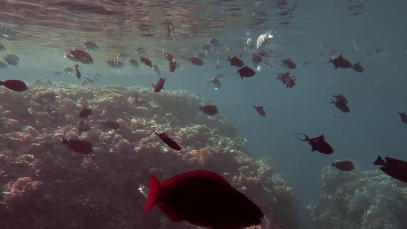 Multicolored Colorful Fish in Their Habitat. Underwater Shot, on the Background of a Colorful Coral