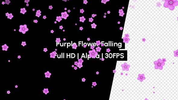 Purple Blossom Flower Falling with Alpha