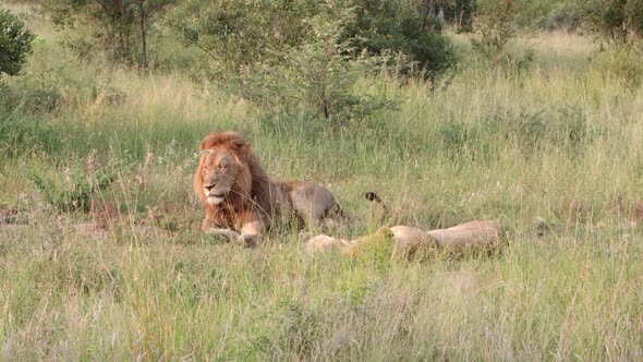 Lazy lion couple lay together in tall grass of dry African meadow