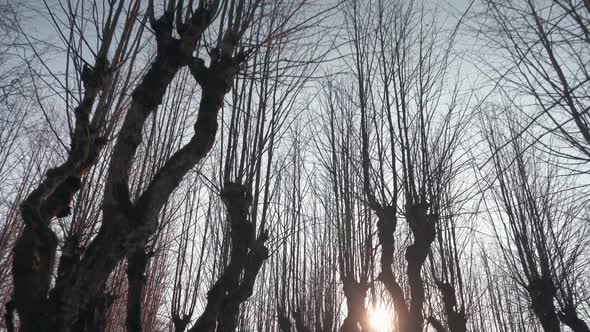 Old Linden Alley, Katvaru Manor Park, Latvia  Looks So Ghostly Spoky Like Fairy Tales. Stedicam Shot