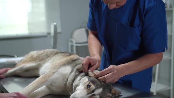 Husky Lies on the Table While Vet Is Looking on It's Ears, Slow Motion