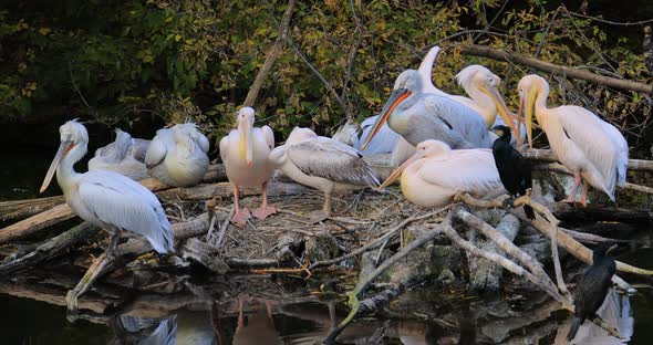 Dalmatian Pelican Pelecanus Crispus Is the Largest Member of the Pelican Family