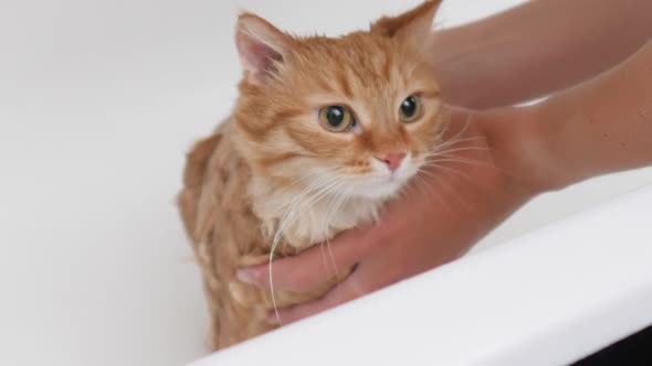 Woman Washes Cute Ginger Cat. Fluffy Wet Pet Meows and Tries To Escape From Bathtub.