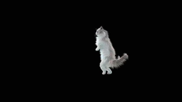 Cat Dancing HD