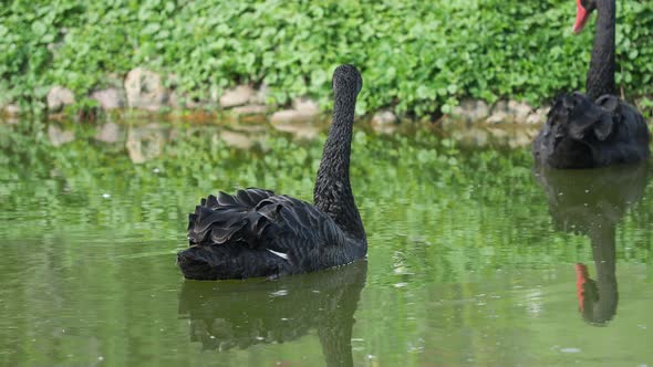 Black Swan, Cygnus Atratus, Swimming in Pond. Summer Natural Background with Big Graceful Waterbird.