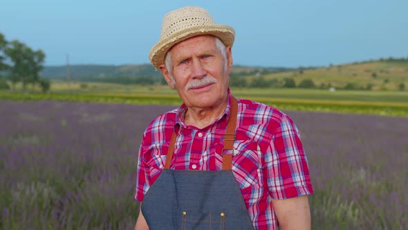 Senior Grandfather Man Farmer Growing Lavender in Blooming Flowers Field of Purple Lavender Flowers