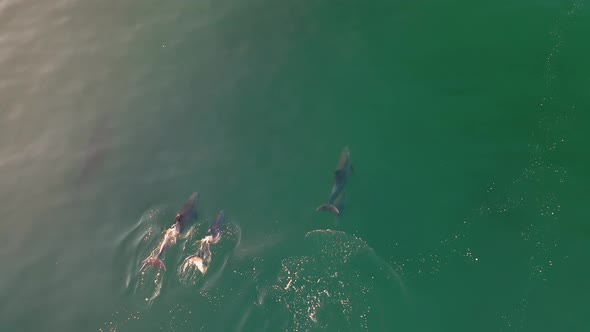 Groups of large Dolphins swim in the ocean. - aerial