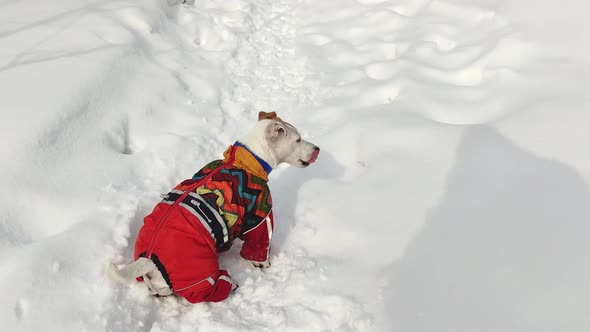 A cheerful dog Jack Russell in overalls runs in the snow in winter