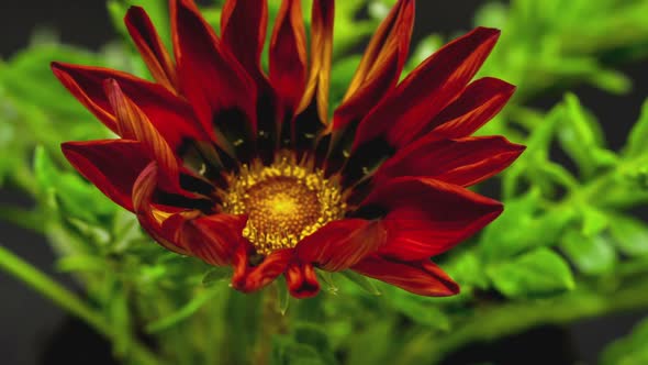 Gazania Flower Blossoming 9