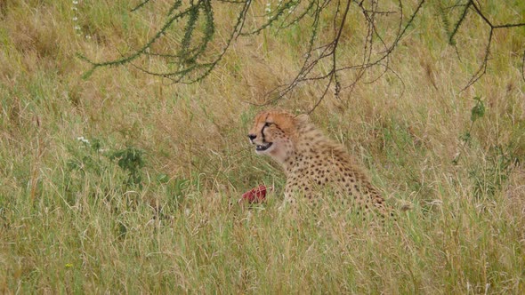 Cheetah subdues its prey in Serengeti National Park Tanzania - 4K