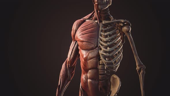 Muscular and Skeletal System of Human Body