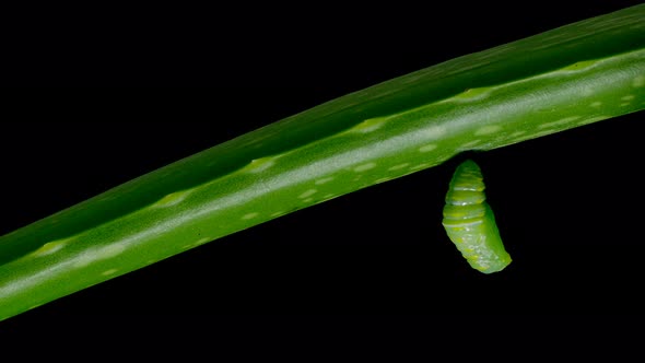 4K footage close up  butterfly Pupa on black background