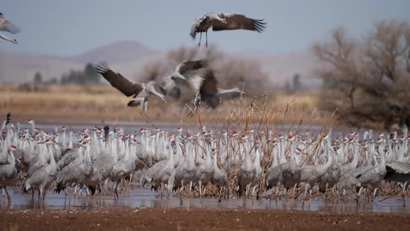 Slow motion shot of flock of birds flying and standing in water with panning shot. Bird flock flies