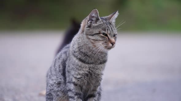 Grey tabby cat with green eyes