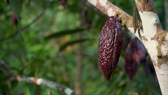 Close up of brown ripe cacao bean growing on tropical tree in Ecuador, 4K prores